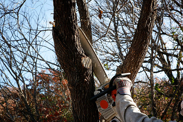 How Our Tree Care Process Works  in  Prairie Du Sac, WI
