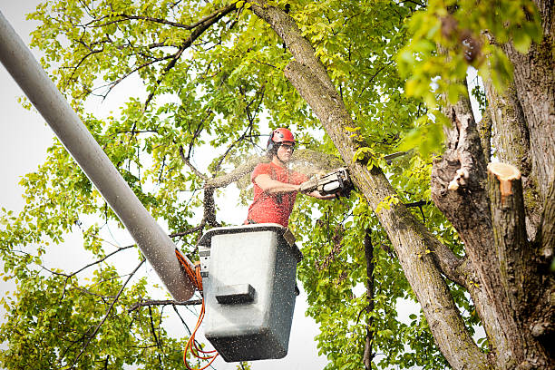 Reliable Prairie Du Sac, WI Tree Care Solutions